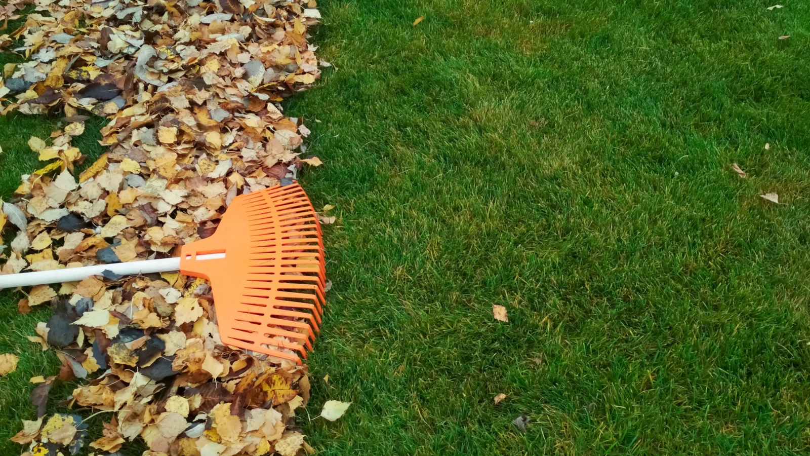 lawn cleanup