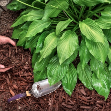 mulch installation
