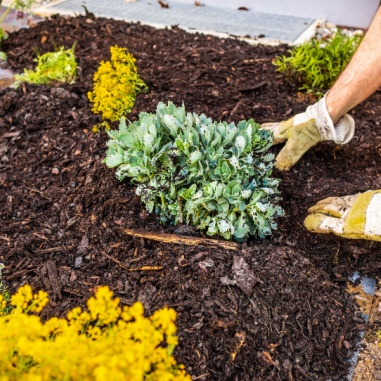 mulch installation