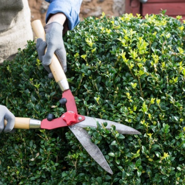 shrub trimming shears