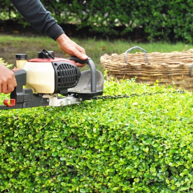 best time for shrub trimming