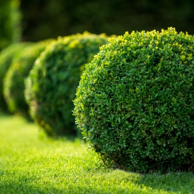 shrub benefits
